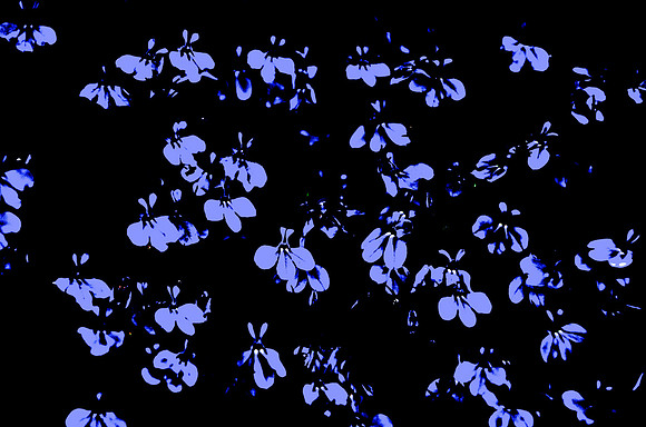 Butterfly Kisses