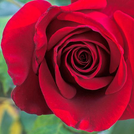 Eye of the Rose
