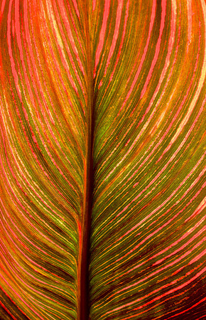 Light as a Feather