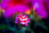 Magenta