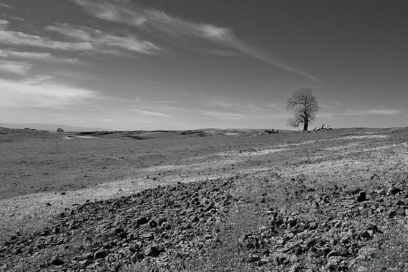 Lone Tree