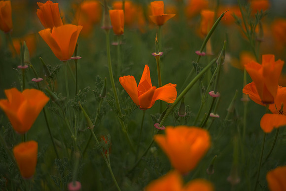 Poppy