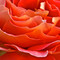 He Loves Me, He Loves Me Not
