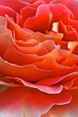He Loves Me, He Loves Me Not