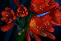 Clivia