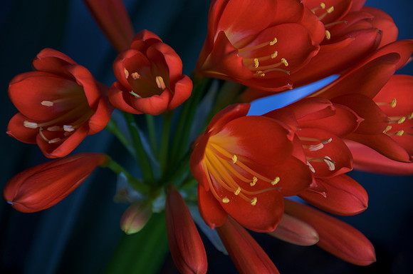 Clivia
