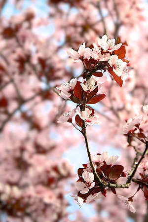 Macro Cherry