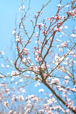 Cherry Cluster