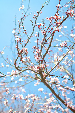 Cherry Cluster