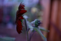 Sunflower footage