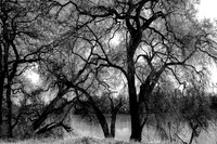 Colorless